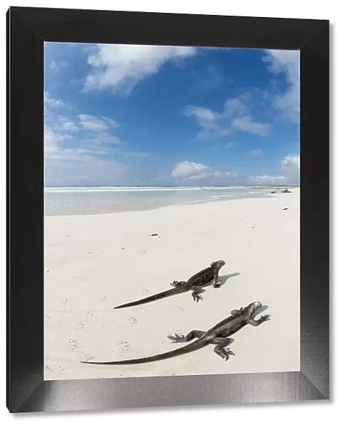 Marine iguana (Amblyrhynchus cristatus) two on beach, Santa Cruz Island, Galapagos