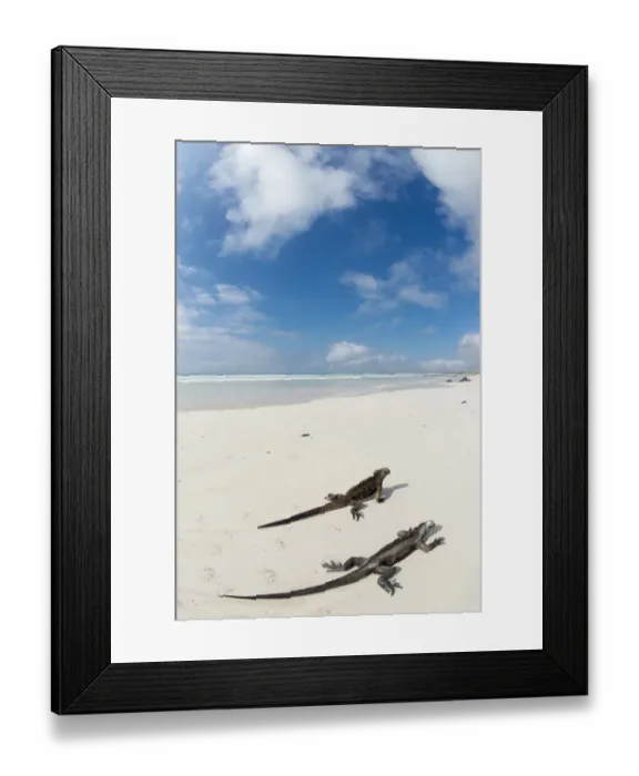 Framed Print : Marine iguana (Amblyrhynchus cristatus) two on beach, Santa Cruz Island, Galapagos Framed Print : Marine iguana (Amblyrhynchus cristatus) two on beach, Santa Cruz Island, Galapagos
