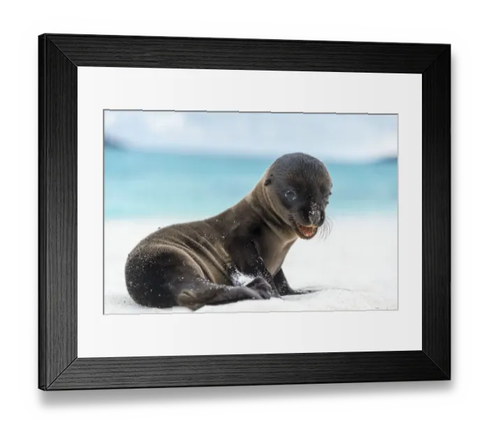 Framed Print : Galapagos sea lion (Zalophus wollebaeki) pup on shore, Galapagos