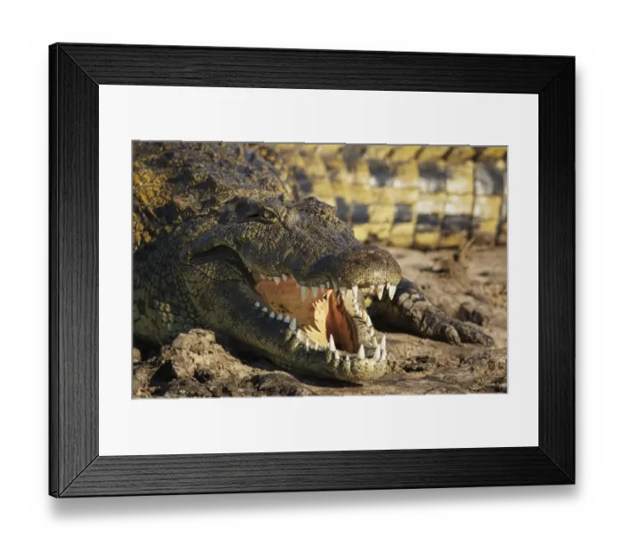 Framed Print : Nile crocodile (Crocodylus niloticus) Chobe National Park, Botswana, June Framed Print : Nile crocodile (Crocodylus niloticus) Chobe National Park, Botswana, June