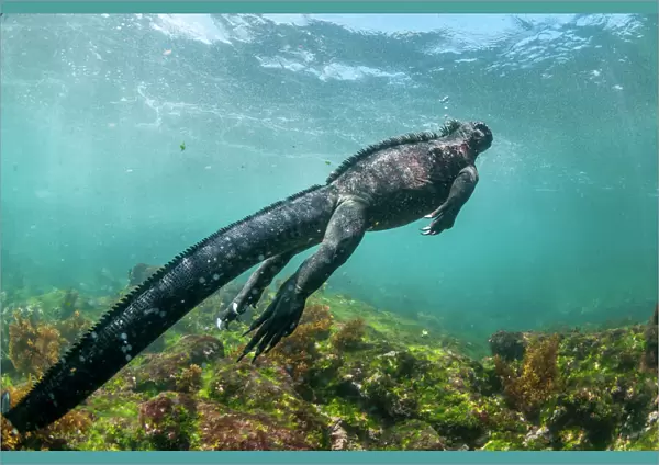 Marine iguana (Amblyrhynchus cristatus) swimming underwater, Fernandina Island, Galapagos