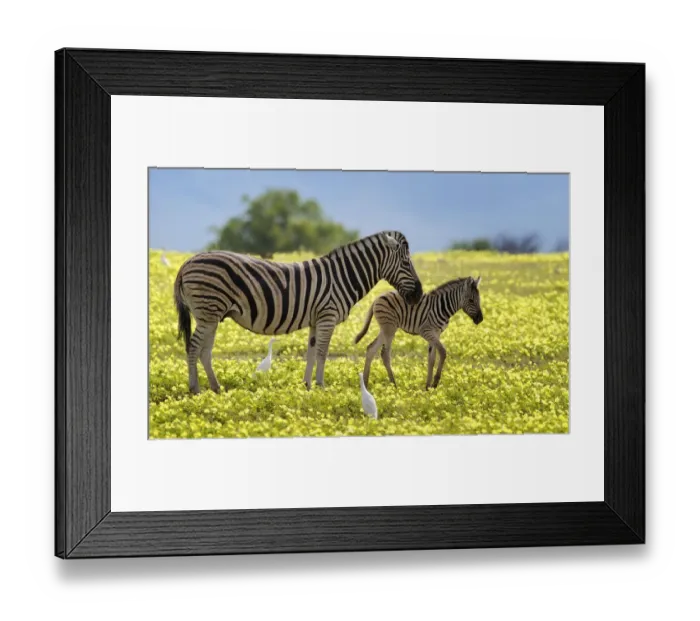 Framed Print : Burchells zebra (Equus burchelli) mother and foal amongst Devilsthorn flowers Framed Print : Burchells zebra (Equus burchelli) mother and foal amongst Devilsthorn flowers