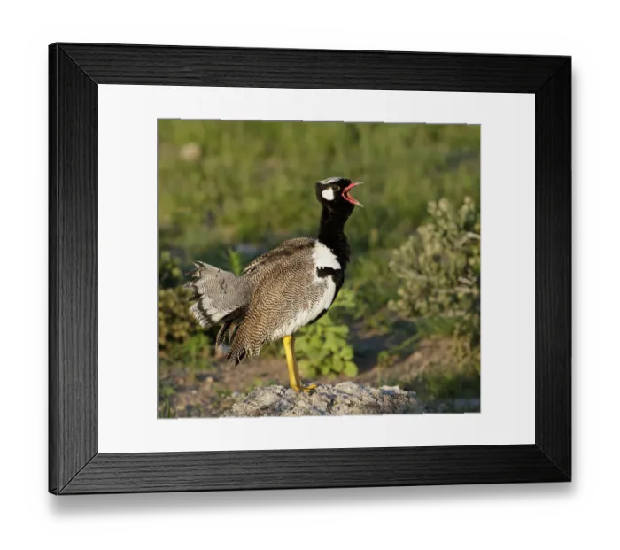Framed Print : Black korhaan (Eupodotis afra) male displaying and calling. Etosha National Park, Namibia, March Framed Print : Black korhaan (Eupodotis afra) male displaying and calling. Etosha National Park, Namibia, March