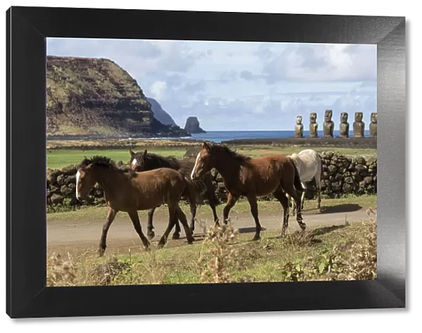 Band of wild Rapa Nui horses  /  colts, walking near Easter island heads on Ahu Tongariki