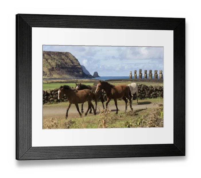 Framed Print : Band of wild Rapa Nui horses / colts, walking near Easter island heads on Ahu Tongariki Framed Print : Band of wild Rapa Nui horses / colts, walking near Easter island heads on Ahu Tongariki