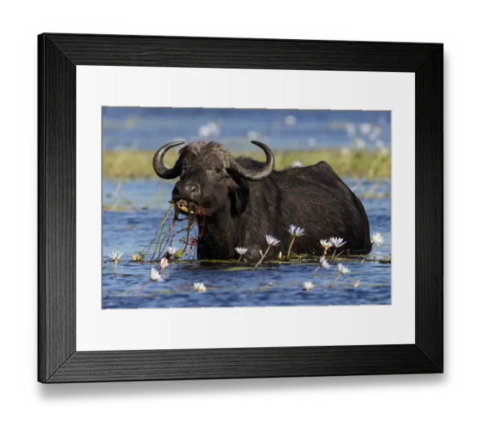 Framed Print : African buffalo (Syncerus caffer) feeding on water lilies, Chobe River, Chobe National Park Framed Print : African buffalo (Syncerus caffer) feeding on water lilies, Chobe River, Chobe National Park