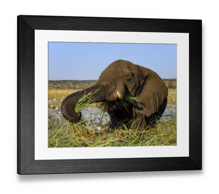 Framed Print : African elephant (Loxodonta africana) feeding on grasses, Chobe River, Chobe National Park Framed Print : African elephant (Loxodonta africana) feeding on grasses, Chobe River, Chobe National Park