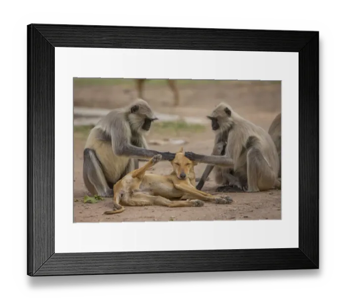 Framed Print : Hanuman langurs (Semnopithecus entellus) grooming dog Mandore Garden, Jodhpur, India Framed Print : Hanuman langurs (Semnopithecus entellus) grooming dog Mandore Garden, Jodhpur, India