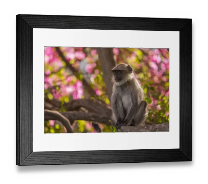 Framed Print : Hanuman Langurs (Semnopithecus entellus) in Bougainvillea Mandore Garden, Jodhpur, India Framed Print : Hanuman Langurs (Semnopithecus entellus) in Bougainvillea Mandore Garden, Jodhpur, India