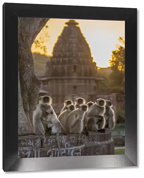 Hanuman Langurs (Semnopithecus entellus) group sitting in front of cenotaph, sunrise