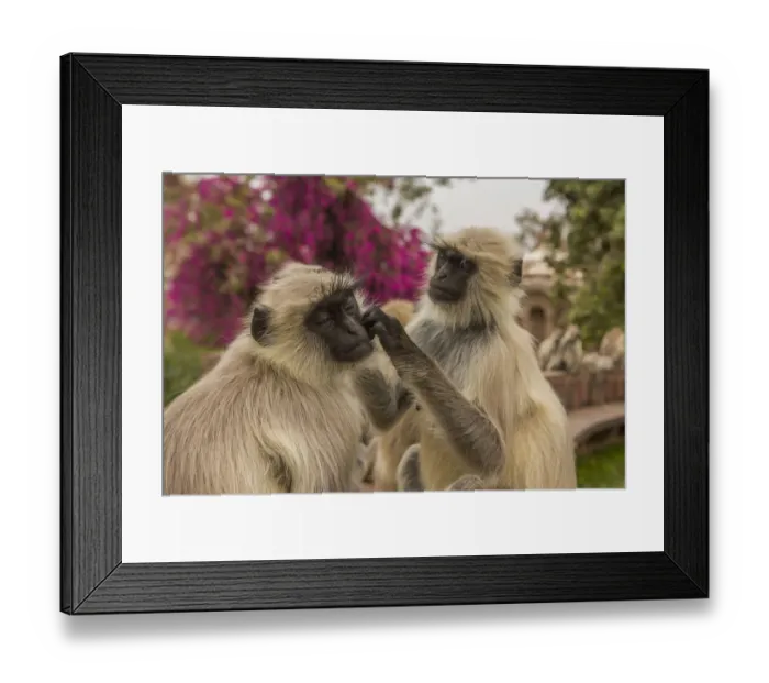 Framed Print : Hanuman Langurs (Semnopithecus entellus) social grooming, Mandore Garden, Jodhpur, India Framed Print : Hanuman Langurs (Semnopithecus entellus) social grooming, Mandore Garden, Jodhpur, India