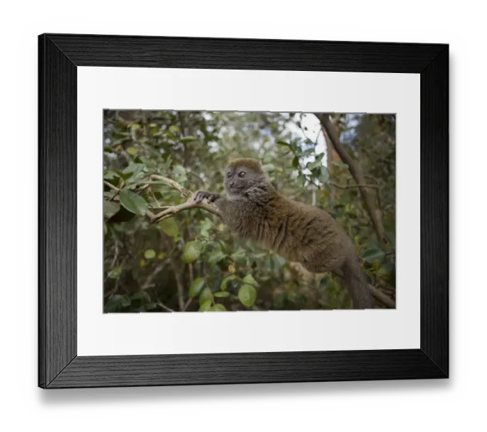 Framed Print : Eastern Lesser Bamboo Lemur (Hapalemur griseus) Andasibe-Mantadia National Park Framed Print : Eastern Lesser Bamboo Lemur (Hapalemur griseus) Andasibe-Mantadia National Park