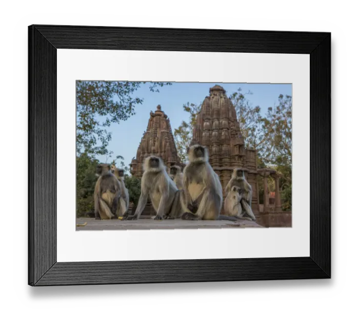 Framed Print : Hanuman Langurs (Semnopithecus entellus) in front of cenotaphs, Mandore Garden, Jodhpur, India Framed Print : Hanuman Langurs (Semnopithecus entellus) in front of cenotaphs, Mandore Garden, Jodhpur, India