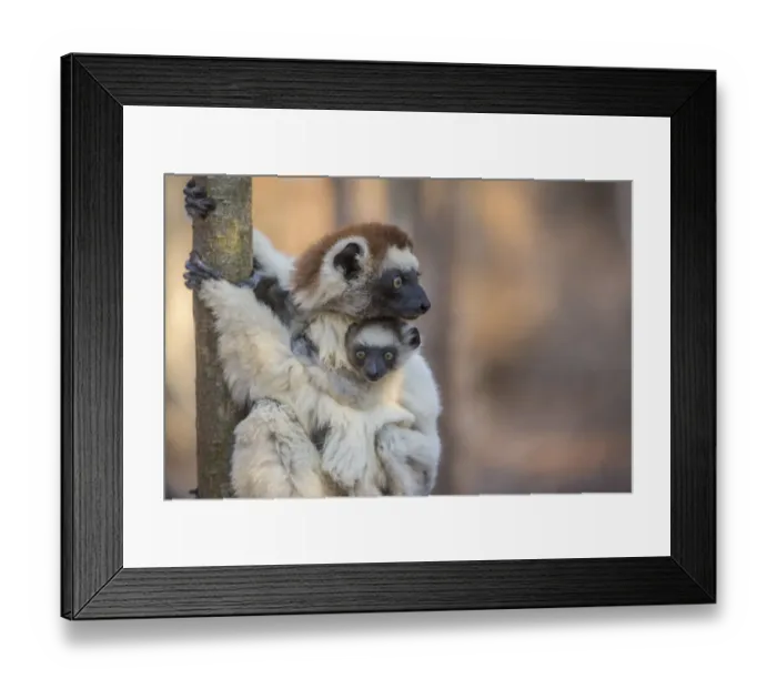 Framed Print : Verreauxs Sifaka (Propithecus verreauxi) holding baby, Berenty Reserve, Madagascar Framed Print : Verreauxs Sifaka (Propithecus verreauxi) holding baby, Berenty Reserve, Madagascar