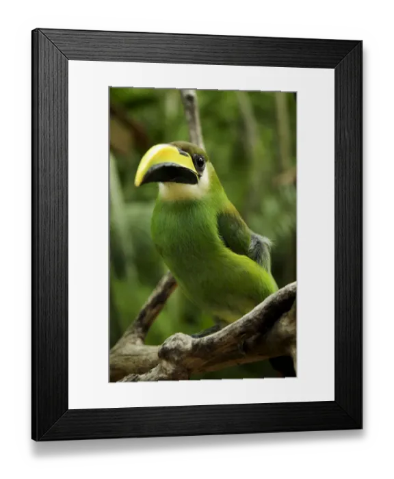 Framed Print : Emerald toucanet (Aulacorhynchus prasinus) Rio Platano Biosphere Reserve and UNESCO