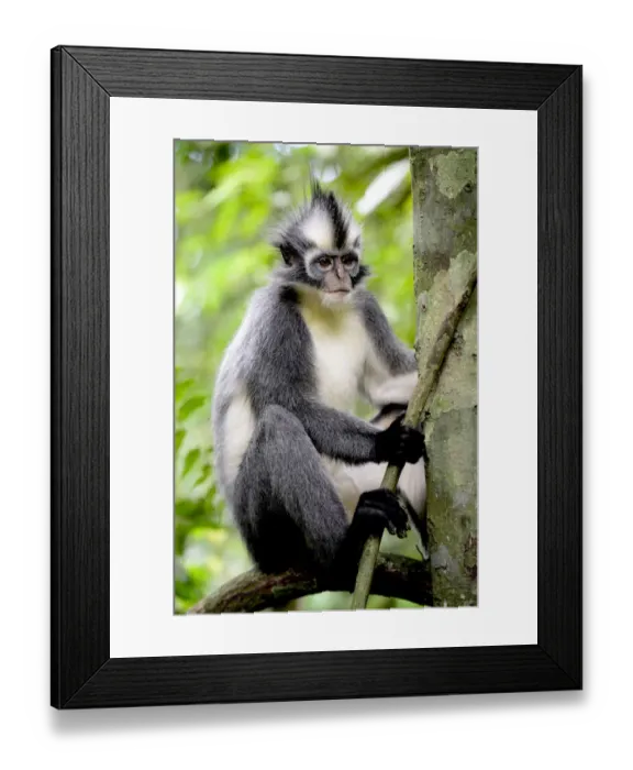 Framed Print : Thomass Langur (Presbytis thomasi), animal endemic to northern Sumatra Framed Print : Thomass Langur (Presbytis thomasi), animal endemic to northern Sumatra