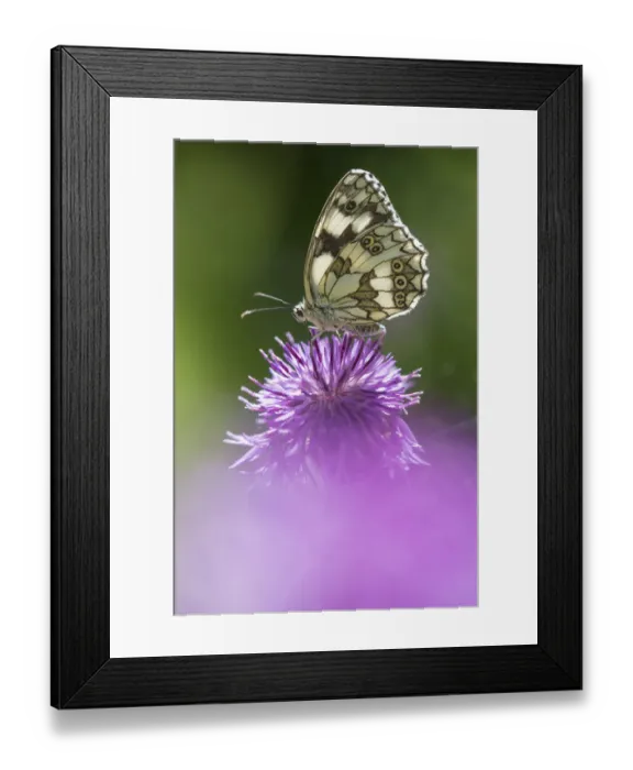 Framed Print : Marbled white butterfly (Melanargia galathea) on knapweed flower, Aosta Valley, Gran Framed Print : Marbled white butterfly (Melanargia galathea) on knapweed flower, Aosta Valley, Gran