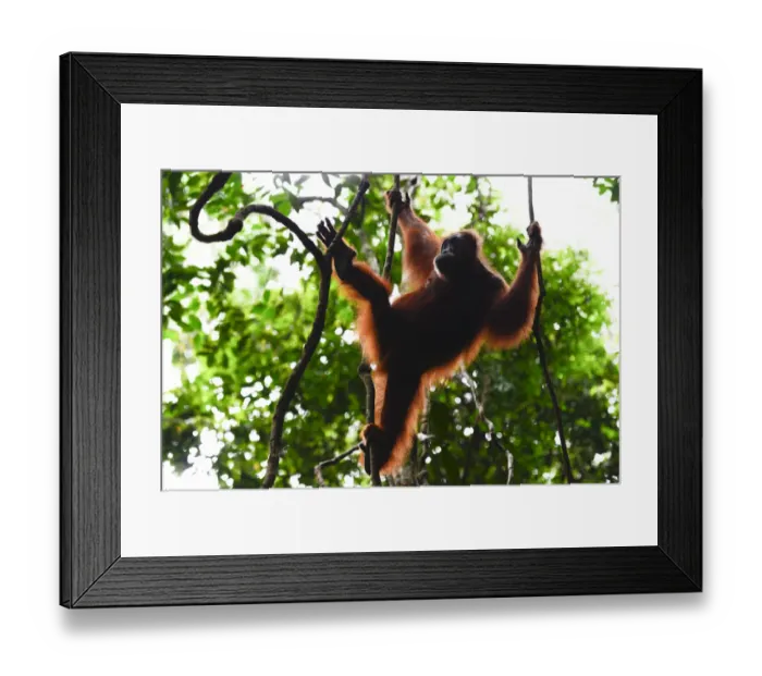 Framed Print : Sumatran orangutan (Pongo abelii) female moving between lianas, Gunung Leuser National Park Framed Print : Sumatran orangutan (Pongo abelii) female moving between lianas, Gunung Leuser National Park