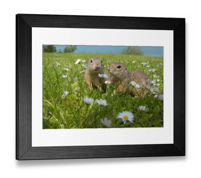 Framed Print : European ground squirrels / Sousliks (Spermophilus citellus) in grass with daisies Framed Print : European ground squirrels / Sousliks (Spermophilus citellus) in grass with daisies