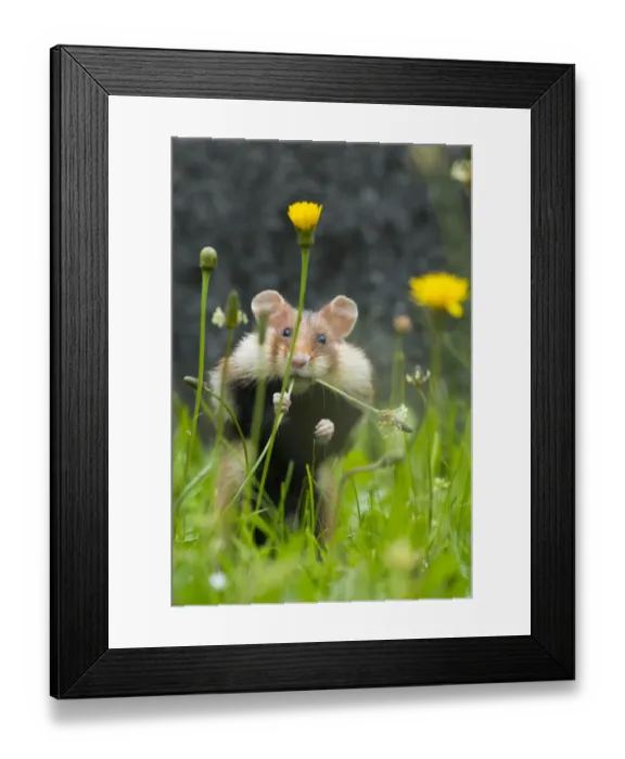 Framed Print : European hamster (Cricetus cricetus) feeding on plantain, Vienna, Austria Framed Print : European hamster (Cricetus cricetus) feeding on plantain, Vienna, Austria