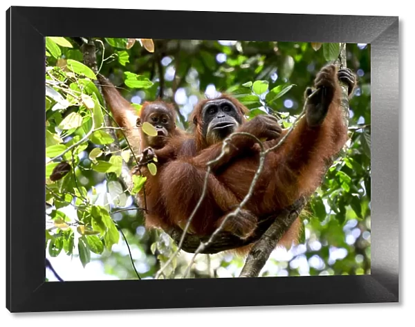 Sumatran orangutan (Pongo abelii) female next to infant, Gunung Leuser National Park