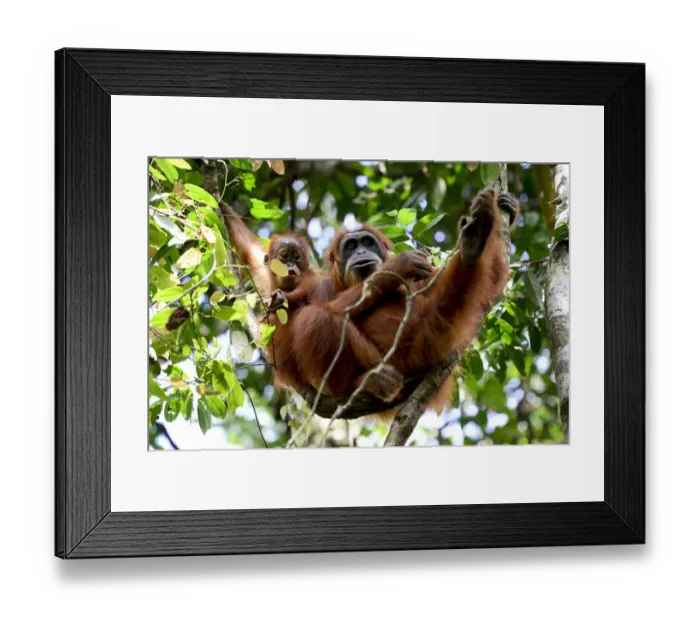 Framed Print : Sumatran orangutan (Pongo abelii) female next to infant, Gunung Leuser National Park Framed Print : Sumatran orangutan (Pongo abelii) female next to infant, Gunung Leuser National Park