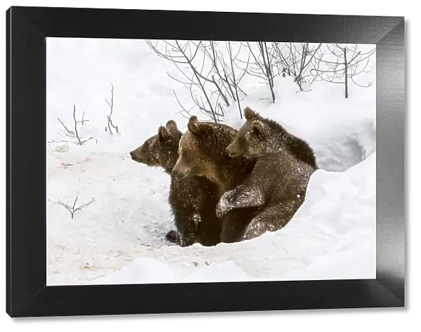 Brown bear (Ursus arctos arctos) female and two cubs, aged 1 year, emerging from den in winter
