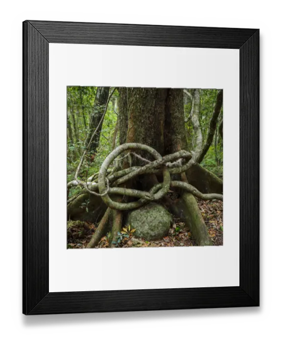 Framed Print : Strangler fig (Ficus sp) growing over Hoop Pine tree(Araucaria cunninghamii) with Framed Print : Strangler fig (Ficus sp) growing over Hoop Pine tree(Araucaria cunninghamii) with