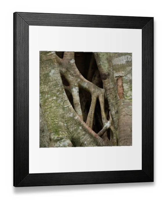 Framed Print : Strangler fig (Ficus sp) stems growing and merging into each other, Green Mountains