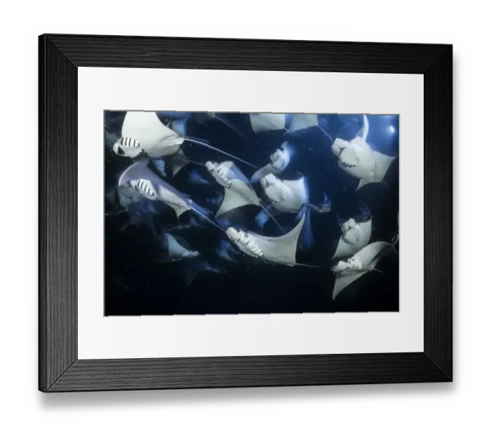 Framed Print : School of Munks devil ray (Mobula munkiana), feeding on plankton at night Framed Print : School of Munks devil ray (Mobula munkiana), feeding on plankton at night
