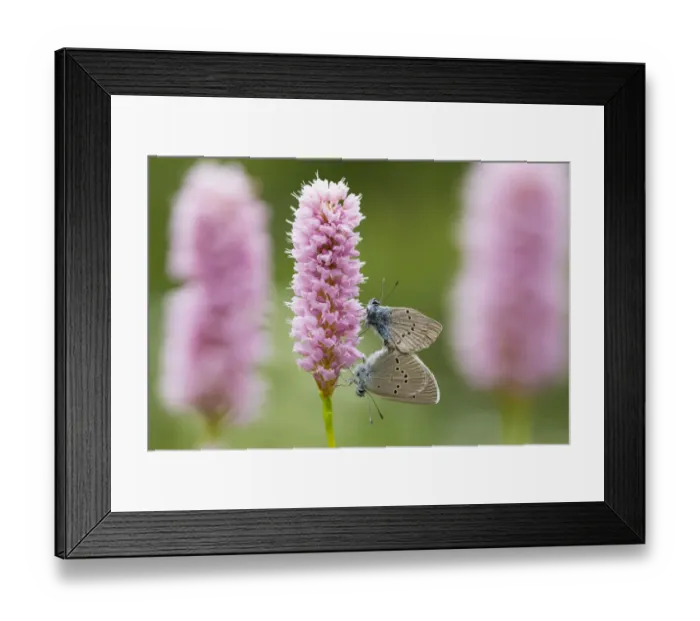 Framed Print : Iolas blue butterfly (Iolana iolas) pair mating on flowers, Aosta Valley, Gran Paradiso Framed Print : Iolas blue butterfly (Iolana iolas) pair mating on flowers, Aosta Valley, Gran Paradiso