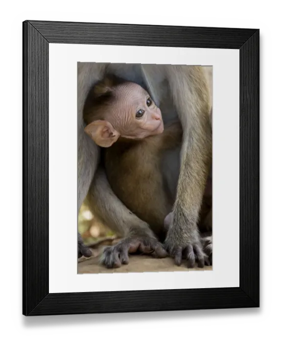 Framed Print : Toque Macaque (Macaca sinica) baby peering through mothers legs, Yala National Park Framed Print : Toque Macaque (Macaca sinica) baby peering through mothers legs, Yala National Park