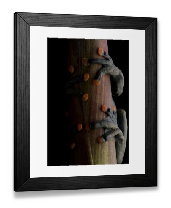 Framed Print : Lindas torrenteer frog (Hyloscirtus lindae) close up of feet with orange pads Framed Print : Lindas torrenteer frog (Hyloscirtus lindae) close up of feet with orange pads