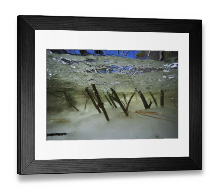 Framed Print : Underwater view of meltwater of icefield on the Temnik River with Willows (Salix sp Framed Print : Underwater view of meltwater of icefield on the Temnik River with Willows (Salix sp