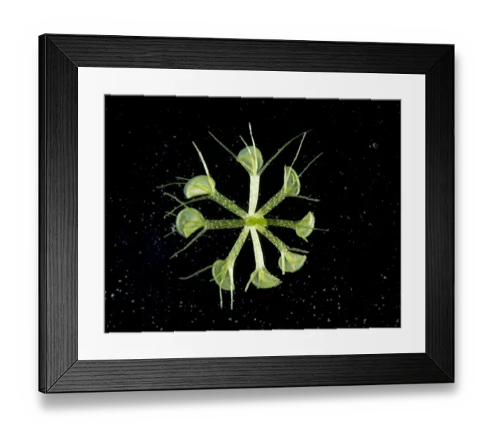 Framed Print : Waterwheel plant (Aldrovanda vesiculosa) a carnivorous aquatic plant with Mosquito larva