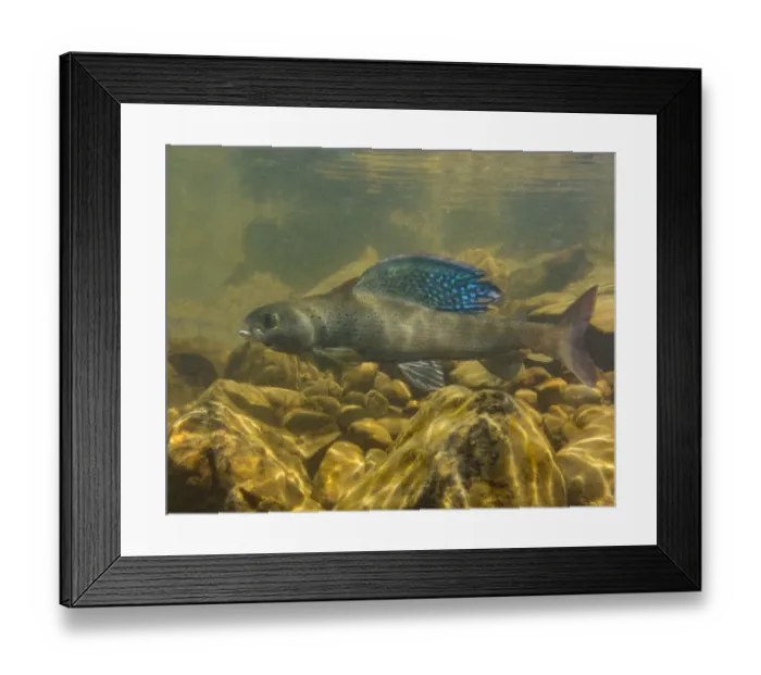 Framed Print : Arctic grayling (Thymallus arcticus) displaying his vibrant dorsal fin. North Park, Colorado, USA Framed Print : Arctic grayling (Thymallus arcticus) displaying his vibrant dorsal fin. North Park, Colorado, USA