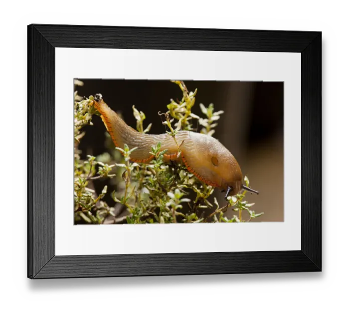 Framed Print : Red slug (Arion rufus), Bristol, England, UK, September Framed Print : Red slug (Arion rufus), Bristol, England, UK, September