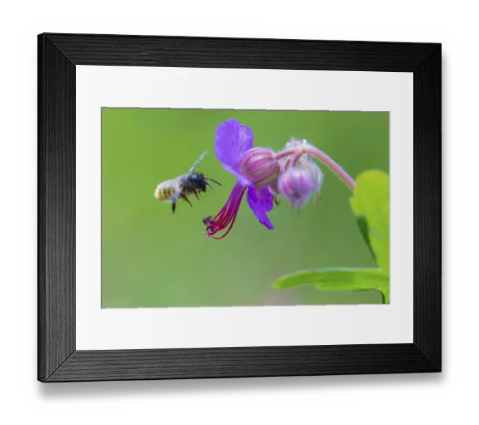 Framed Print : Red mason bee (Osmia bicornis) visiting Geranium sp flower, Monmouthshire, Wales, UK, May