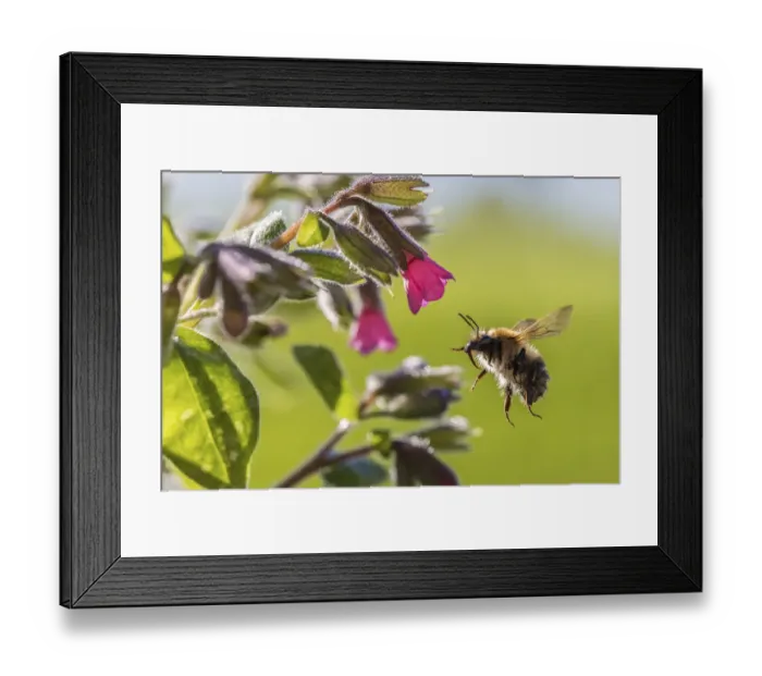Framed Print : Common carder bumblebee (Bombus pascuorum) visiting Lungwort (Pulmonaria officinalis) Framed Print : Common carder bumblebee (Bombus pascuorum) visiting Lungwort (Pulmonaria officinalis)