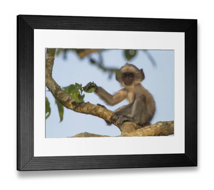 Framed Print : Tufted grey langur (Semnopithecus priam) baby in tree, Nilgiri Biosphere Reserve, Karnataka, India Framed Print : Tufted grey langur (Semnopithecus priam) baby in tree, Nilgiri Biosphere Reserve, Karnataka, India