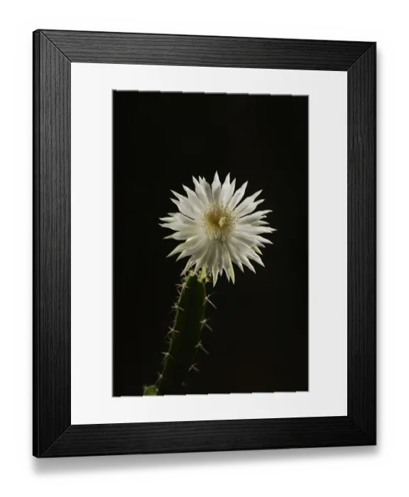 Framed Print : Night-blooming cereus cactus (Acanthocereus tetragonus), flower bud opening at night, Texas, USA Framed Print : Night-blooming cereus cactus (Acanthocereus tetragonus), flower bud opening at night, Texas, USA