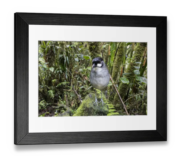 Framed Print : Jocotoco antpitta (Grallaria ridgelyi) flagship species for Jocotoco Conservation Foundation Framed Print : Jocotoco antpitta (Grallaria ridgelyi) flagship species for Jocotoco Conservation Foundation