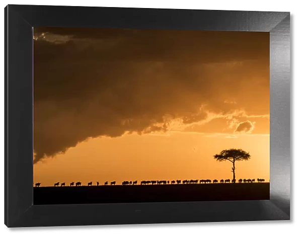 Blue wildebeest (Connochaetes taurinus), migrating herd silhouetted on the horizon at sunset