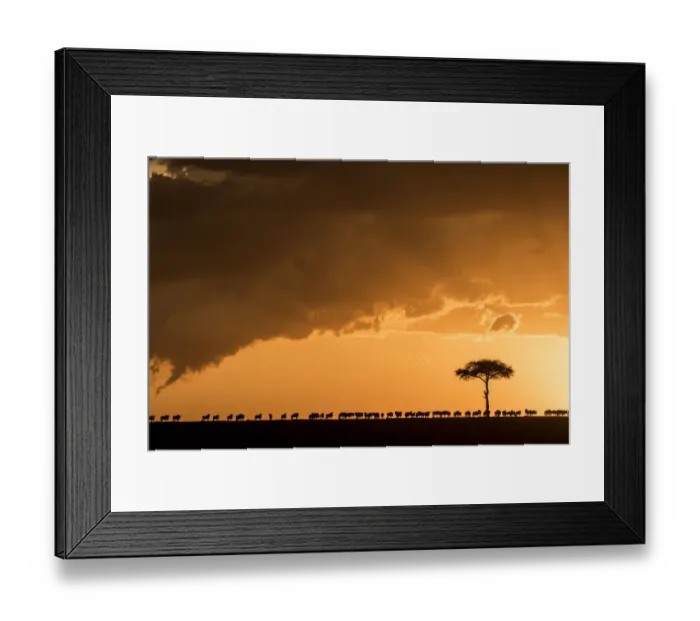 Framed Print : Blue wildebeest (Connochaetes taurinus), migrating herd silhouetted on the horizon at sunset Framed Print : Blue wildebeest (Connochaetes taurinus), migrating herd silhouetted on the horizon at sunset