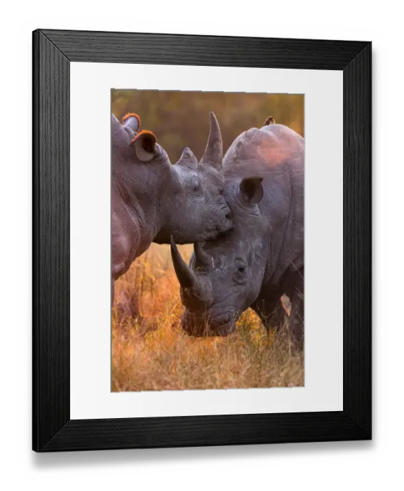 Framed Print : White rhinoceros (Ceratotherium simum) two males fighting, in evening light, Sabi Sand Game Reserve Framed Print : White rhinoceros (Ceratotherium simum) two males fighting, in evening light, Sabi Sand Game Reserve