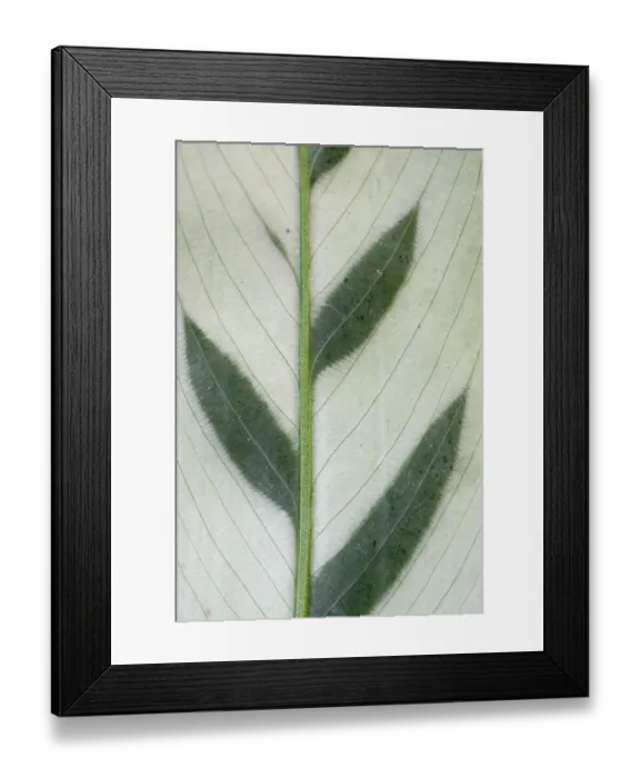 Framed Print : Close up of Calathea bachemiana leaf. Occurs in Brazil. TU Delft Botanical Garden Framed Print : Close up of Calathea bachemiana leaf. Occurs in Brazil. TU Delft Botanical Garden