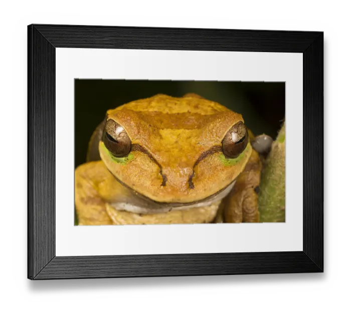 Framed Print : Masked tree frog (Smilisca phaeota) El Arenal region, Costa Rica