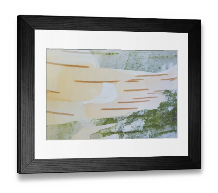 Framed Print : Close up of bark of Himalayan birch (Betula jacquemontii). Occurs in the Himalayas Framed Print : Close up of bark of Himalayan birch (Betula jacquemontii). Occurs in the Himalayas