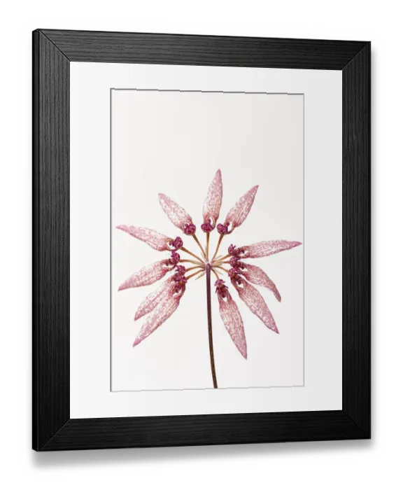 Framed Print : Orchid (Bulbophyllum sp) on white background, Botanic Garden Leiden, Netherlands, July Framed Print : Orchid (Bulbophyllum sp) on white background, Botanic Garden Leiden, Netherlands, July