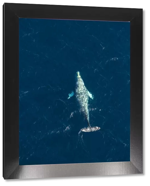 North Pacific right whale (Eubalaena japonica) swimming near surface, aerial view